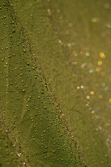 Water droplets on waterproof fabric.Water drops on a green waterproof fabric close-up macro photography.Water drops on a waterproof fabric. ( Water droplets on the tent fabric.) Sakarya, Türkiyel.	
