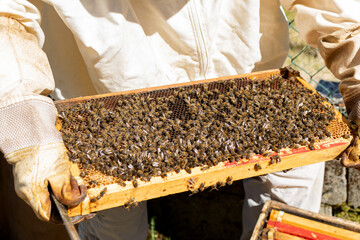 Close-up of a honeycomb held by a beekeeper in an apiary