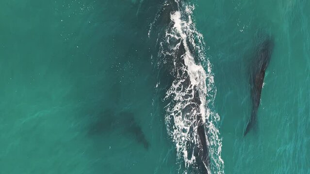 The southern right whales, Eubalaena australis. Mother and two calf of the Right Whales swim near Brazilian shore near the town of Imbituba