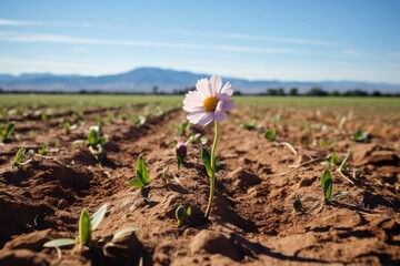 a single flower blossoming amidst a field of wilted ones