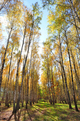 Birch Grove in autumn forest in sunny day