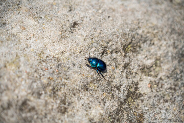 Purple and Blue Beetle at Saxon Switzerland National Park, or Nationalpark Sächsische Schweiz
