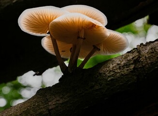 Low angle of a dead tree in a wooded area, with a cluster of mushrooms growing at its base