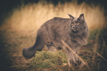 Pretty Maine Coon Cat posing on forest way for portrait