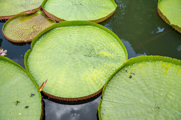 Close up to big LEAF of Lily Lotus in the poud swamp at outdoor field.