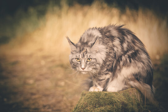 Pretty Maine Coon Cat posing on forest way for portrait