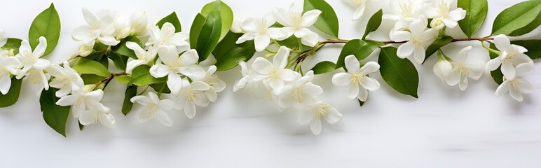 Jasmine flowers on white surface.