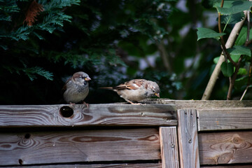 Zwei Vögel sitzend auf dem Zaun