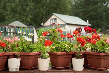 Fototapeta na wymiar Garden decorated by colorful potted plants.