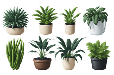 Fototapeta na wymiar plants in pots