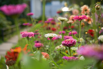 Obraz premium Colorful flowering herb meadow. Field with blossom flowers.