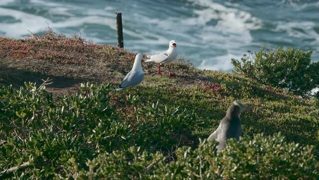 Yellow-eyed Penguin Walks Away From Two Red-billed Gulls At Sunrise In Katiki Point, New Zealand. slowmo