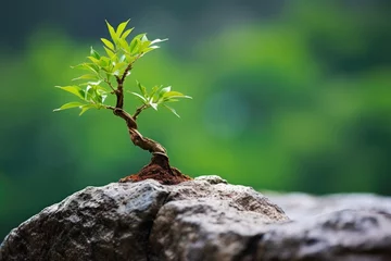 Foto op Aluminium a close up of a bonsai tree, indicating patience and dedication © Alfazet Chronicles