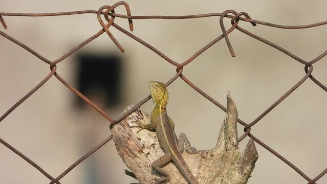 Lizard in border area - waiting for food - pry.