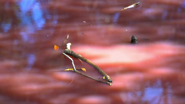 Blue-green algae bloom, halobacterium salinarum detected in the water, increase in salinity levels, triggered a variety of algae to release a pink carotenoid, organic pigments in Boondall Wetlands