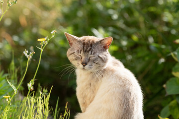 Obraz premium 眼を閉じた猫 シャムトラ猫
