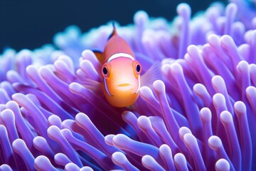close shot of a healthy, bright clownfish in a thriving anemone - obrazy, fototapety, plakaty