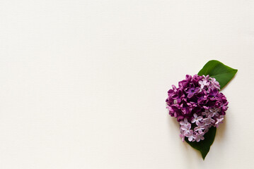 Lilac flowers bouquet on a delicate plain pastel light background. Copy space, top view. Summer background