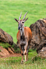 Portrait of a Young Eland Antelope