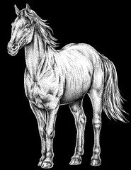 Vintage engraving isolated horse set illustration ink sketch. Wild equine background nag mustang animal silhouette art. Black and white hand drawn image