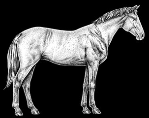 Vintage engraving isolated horse set illustration ink sketch. Wild equine background nag mustang animal silhouette art. Black and white hand drawn image