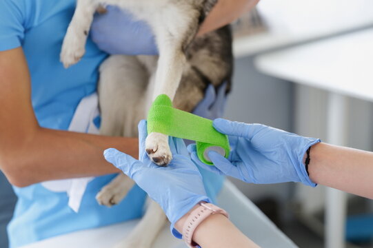 Close-up of veterinarian put bandage on dogs paw for recovery, ache paw of domestic animal. Puppy on procedure in vet. Veterinary, animal friendly concept