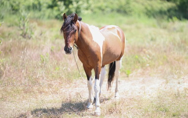 Portrait of light brown young colt stand in field, in flower meadow, wild animal in nature. Summer blooming landscape, well-groomed steed. Wildlife concept