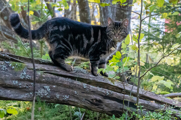 Obraz premium Pet cat playing on a tree trunk