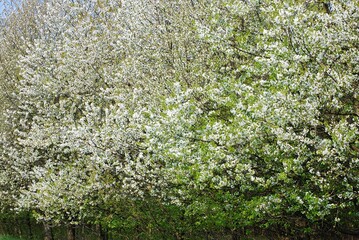 Fototapeta na wymiar Eine Reihe blühender Vogelkirschbäume am Waldrand.