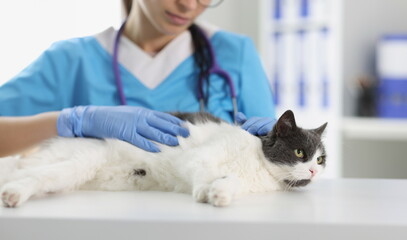 Portrait of veterinarian female check fluffy cat on table for investigations, calm domestic animal on appointment. Vet, health, pet, veterinary concept