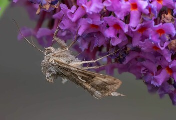Close-up of a gamma moth (Autographa gamma  perched atop a vibrant purple flowering plant