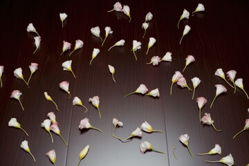 overhead shot of feet surrounded by fallen flower petals