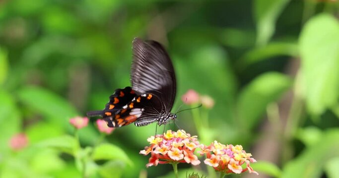 Beautiful American Swallowtail butterfly pollinating a fragrant flower. Slow motion 4k 100fps footage.