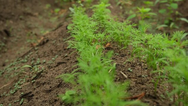 Moving camera forward slightly diagonal above rows of young dill growing in organic garden.