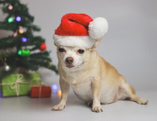 brown short hair chihuahua dog wearing red Santa Christmas hat  sitting on white background with Christmas tree and red and green gift box.