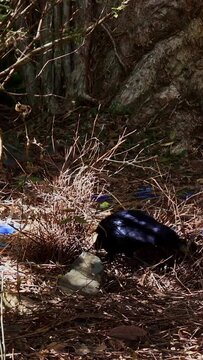 Satin Bowerbird with bright blue eyes decorates its nest with many blue objects for purely courtship purposes.