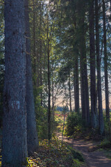 Forest path through the autumn coniferous forest.