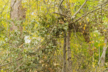 Fallen trees after massive storm