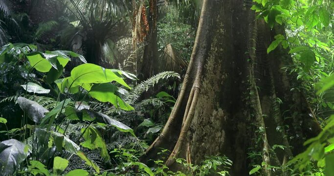 Beautiful jungle nature. Rainforest trees and plants under rain