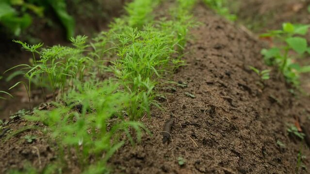 Close up of young dill while moving camera forward above rows of plants.
