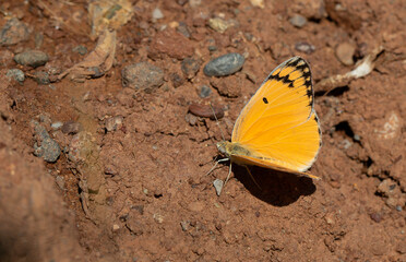 large salmon colored butterfly, Large Salmon Arab, Colotis fausta