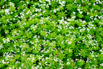 White woodruff flowers. Flowering plant close-up. Galium odoratum.