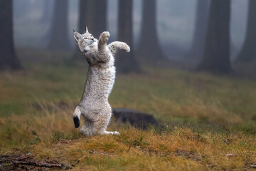 Luchs steht auf den Hinterbeinen um Beute zu fangen
