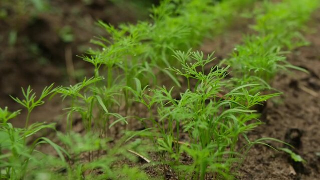 Close up of rows of young dill while moving camera forward slightly diagonal above plants.