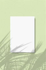 A vertical A4 sheet of white textured paper on the green wall background. Mockup overlay with the plant shadows. Natural light casts shadows from a leaves branches of tree. Flat lay, top view