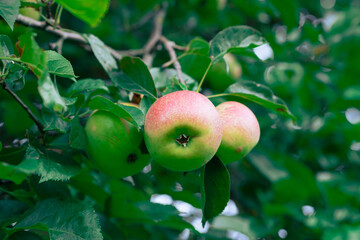 Apples ripen on a tree among the leaves