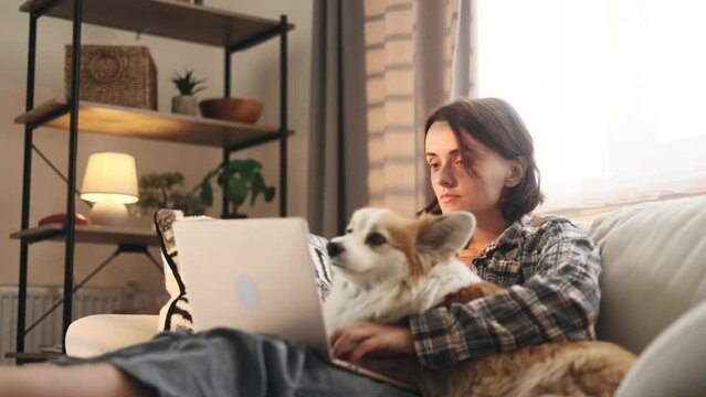 Smiling young woman freelancer having distance remote work typing browsing scrolling products in internet online store on laptop computer with cute little fluffy corgi dog pet at light home indoors
