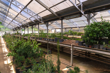 Beautiful green plants, flowers in a greenhouse in the rays of the sun