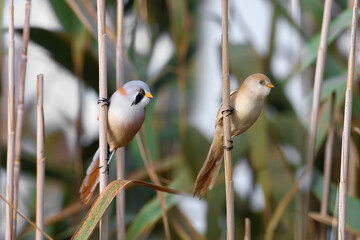 Close-up detailed photo of male, female and joint bearded reedling (Panurus biarmicus) taken in natural habitat in soft morning light - 663222525