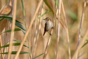 An adult sedge warbler in winter plumage shot in soft morning light sitting on reed branches. Close-up detailed photo - 663222526